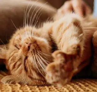 10 cosas y gestos que los gatos aman y tú no sabías
