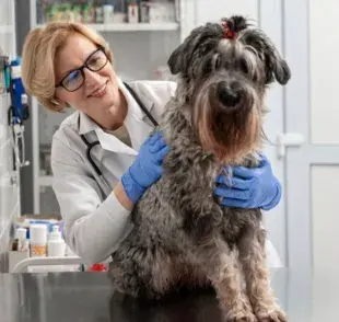 Castración de perros, ¿cuándo se tiene que hacer?