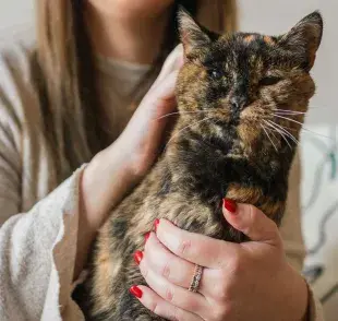 Flossie la gatita más vieja del mundo. Foto: Google/Muy Interesante