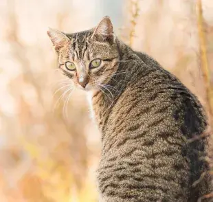 El embarazo de una gata, suele ser de dos meses, de 63 a 65 días y a veces requerirá de cuidados especiales