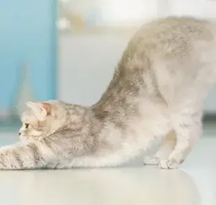 Así puedes saber si tu gata está en celo
