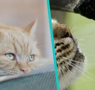 Evita enfermedades renales y aplica este truco para que tu gato tome más agua