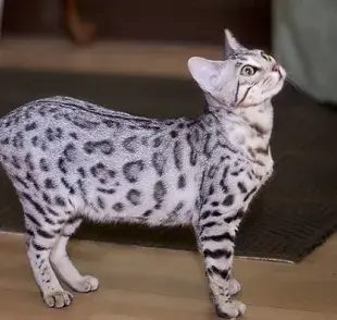 Razas de gatos finos , y no necesariamente tiene que ver con el precio