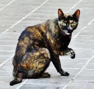 Es mito que no existen gatos machos color Carey