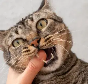 6 motivos por los que a tu gato le gusta morderte