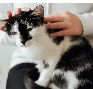 Mujer acariciando a un gato. Foto: Pexels/Arina Krasnikova