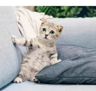 Los gatos se pueden enfermar en el verano del estómago. Foto:Pexels/Tranmautritam