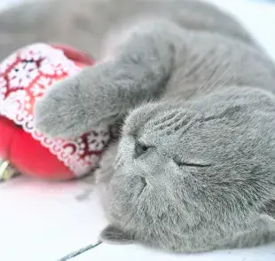Gato gris raza British Shorthair abrazando una esfera. Foto: Envato/Yulia_Panova