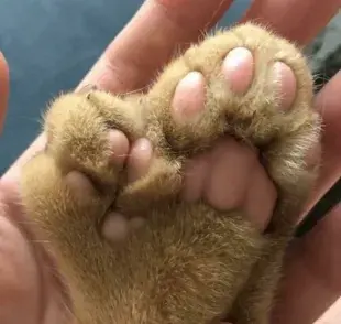 Así luce un gato polidáctil. Foto: Cortesía 