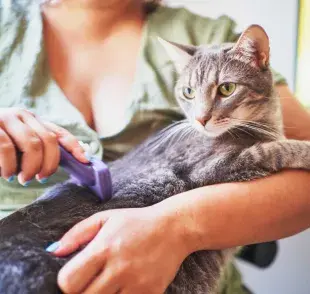 Gato con pelaje brillante. Foto: Envato/daniskim