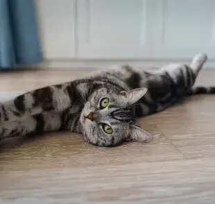 Gato gris estirándose. Foto: Envato/cbd111