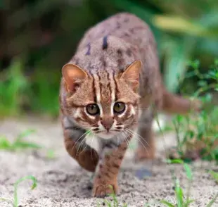 Gato herrumbroso en su hábitat. Foto: Google/Diario
