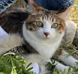 Gato en el jardín. Foto: Pexels/  Rin Gakusho