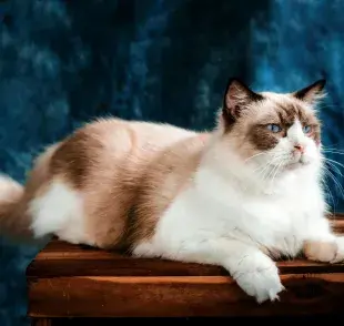 Gato largo de ojos azules Foto: Pexels/Pet foto