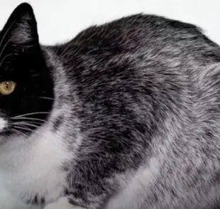 Gato oreo. Foto: X/QHuboMedallo