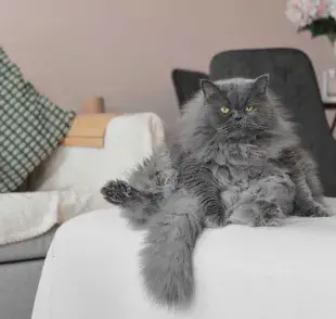 Los gatos persas son conocidos por su apariencia elegante y su comportamiento tranquilo. Foto: Envato/veronikasmirnaya