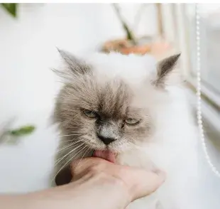 Gato persa con la lengua de fuera. Foto: Pexels/Tranmautritam