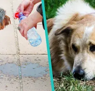 Razas de perros más propensas a sufrir un golpe de calor