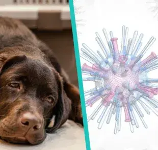 Gripe aviar, ¿puede afectar a tus perros o gatos