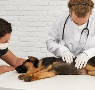 Cómo saber si mi perro tiene insuficiencia renal