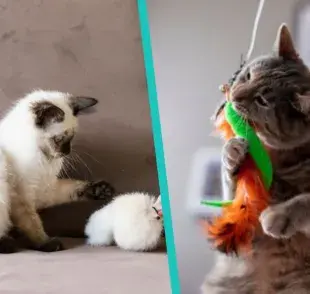 Juguetes caseros para gatos ¡Hazlo tú mismo!