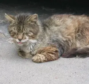 Leptospirosis en gatos ¿Altamente contagiosa?