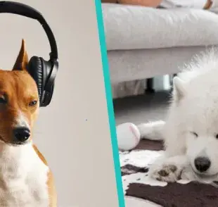 ste tipo de música reduce el estrés y la ansiedad en los perros, ¡lo dicen expertos!