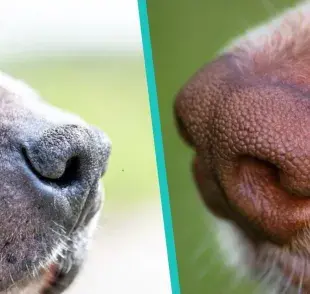 Tips para la naríz seca de tu perro, ¡Ayúdale a hidratarla!