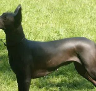 Nombres mexicanos para perros
