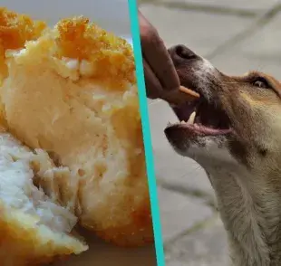 Receta de nuggets de pollo para perros con croquetas ¡Le va a encantar! 