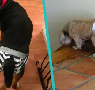 ¿Cómo hacer un pañal casero para perro?