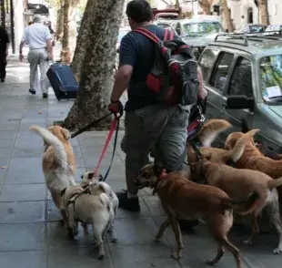 Certificación para paseadores de perros, ¿Para qué sirve?