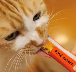 Receta de paté para gatos bebés, ¡le va a encantar!