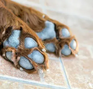 Patas de perro. Foto: Envato/Elegant01