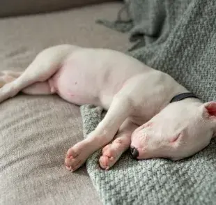 Qué significa soñar con un perro, 8 posibles significados