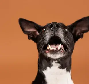 Cómo eliminar el mal aliento en perros, trucos efectivos y baratos