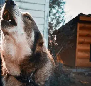 Por qué aúllan los perros
