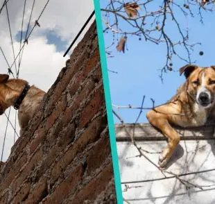 ¿Multa por tener a tu perro en la azotea? Todo lo debes saber