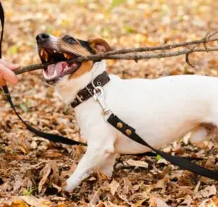 Cómo saber si mi perro es hiperactivo: consejos para educarlo y ayudarle a liberar energía