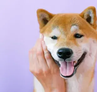 Perro Akita posando. Foto: Pexels/Anna Shvets