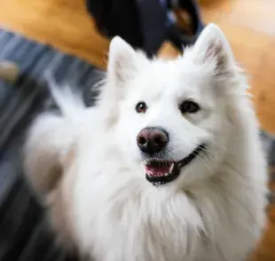 Perro Samoyedo sonriendo. Foto: Envato/andrisbarbans