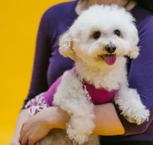 Mujer cargando un perro caniche. Foto: Pexels/RDNE Stock project