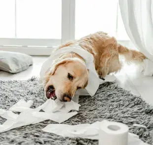 Golden Retriever comiendo pepel. Foto: Envato/tan4ikk 