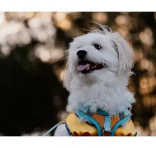 Perro blanco con lengua de fuera. Foto: Pexels/Ayyeee Ayyeee