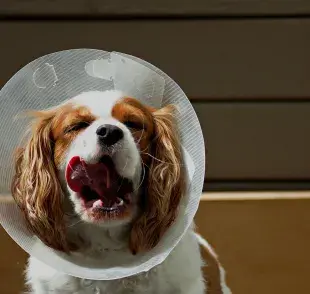 Perro con cono de la vergüenza. Foto: Pexels/Micah