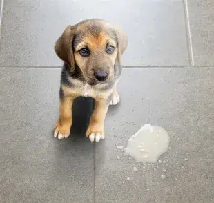 Perro con su vómito. Foto: iStock/Cunaplus_M.Faba