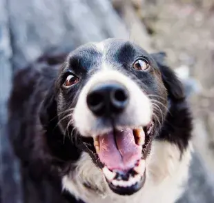 Perro sonriendo. Foto: Pexels/Kat Smith