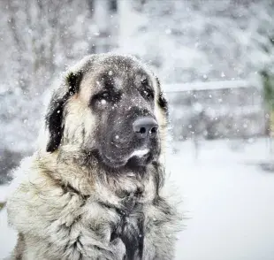 Perro Kangal Turco en la nieve. Foto: Pexels/Jozef Fehér