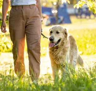 Perro Golden Retriever paseando. Foto: Envato/AFGreen