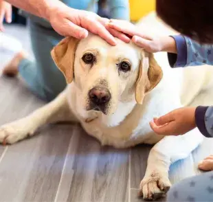 Perro labrador junto a su familia. Foto: Envato/annakouzmenko